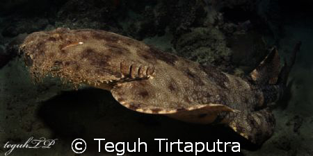 Wobbegong shark a.k.a carpet shark...Canon EOS 400D dan S... by Teguh Tirtaputra 